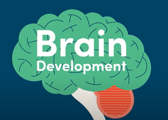 brain development